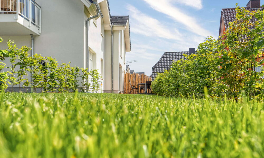 Leevkebloom